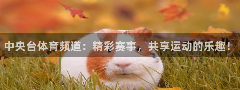 中央台体育频道：精彩赛事，共享运动的乐趣！